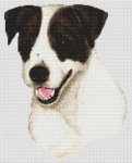 (image for) Jack Russell - Black & White